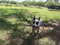Pepper, a female Australian Cattle Dog for sale in Stockdale, TX – 4 of 6