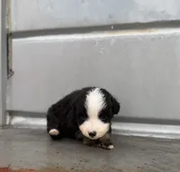 Merle, a male Miniature Australian Shepherd for sale in Stockdale, TX – 3 of 3