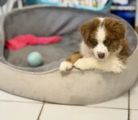 Rascal, a male Miniature Australian Shepherd for sale in Stockdale, TX – 2 of 5