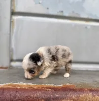 Patches, a male Miniature Australian Shepherd for sale in Stockdale, TX – 2 of 3