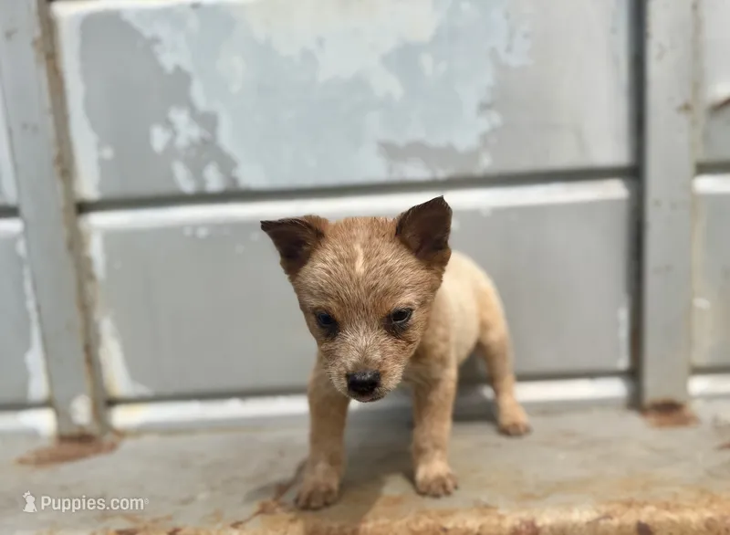 Rango – Australian Cattle Dog puppy for sale in Stockdale, TX