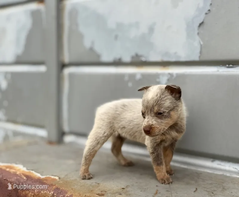 Mocha – Australian Cattle Dog puppy for sale in Stockdale, TX