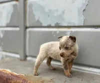 Mocha, a female Australian Cattle Dog for sale in Stockdale, TX – 1 of 3