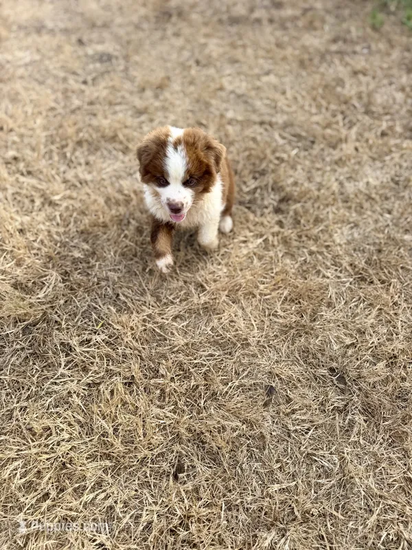 Tex – Miniature Australian Shepherd puppy for sale in Stockdale, TX