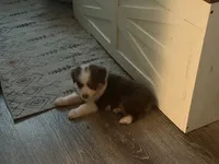 Hazel, a female Miniature Australian Shepherd for sale in Stockdale, TX – 3 of 3