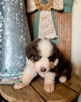 Carmelo, a female Miniature Australian Shepherd for sale in Stockdale, TX – 2 of 5