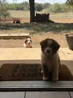 Rascal, a male Miniature Australian Shepherd for sale in Stockdale, TX – 5 of 5