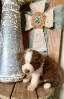 Tex, a male Miniature Australian Shepherd for sale in Stockdale, TX – 3 of 3