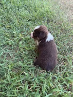 Mocha, a female Miniature Australian Shepherd for sale in Stockdale, TX – 5 of 5