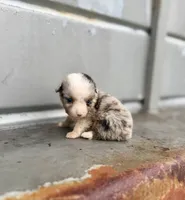 Patches, a male Miniature Australian Shepherd for sale in Stockdale, TX – 1 of 3