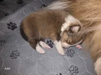 Peanut, a male Shetland Sheepdog for sale in Greenfield, OH – 4 of 4