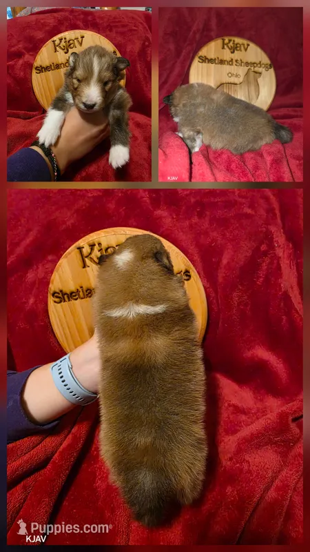 Rex – Shetland Sheepdog puppy for sale in Greenfield, OH