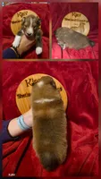 Rex, a male Shetland Sheepdog for sale in Greenfield, OH – 1 of 4