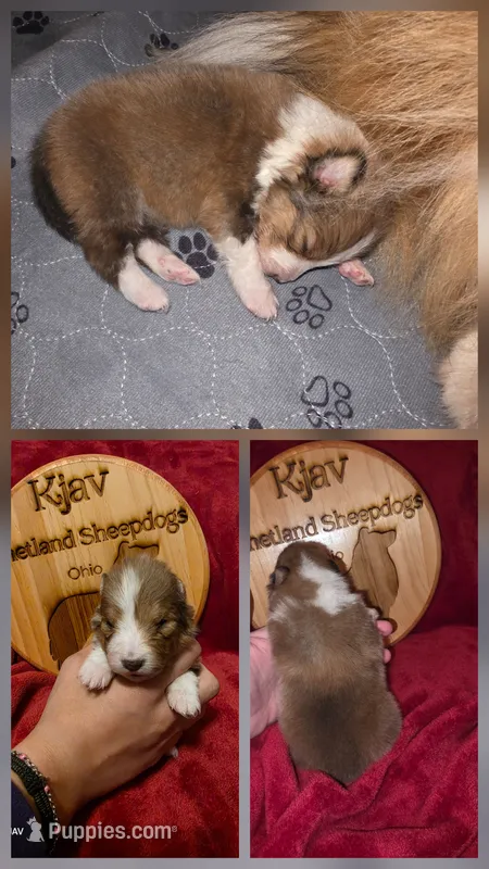 Peanut – Shetland Sheepdog puppy for sale in Greenfield, OH
