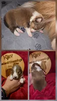 Peanut, a male Shetland Sheepdog for sale in Greenfield, OH – 1 of 4