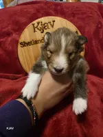 Rex, a male Shetland Sheepdog for sale in Greenfield, OH – 4 of 4