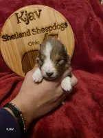Peanut, a male Shetland Sheepdog for sale in Greenfield, OH – 2 of 4