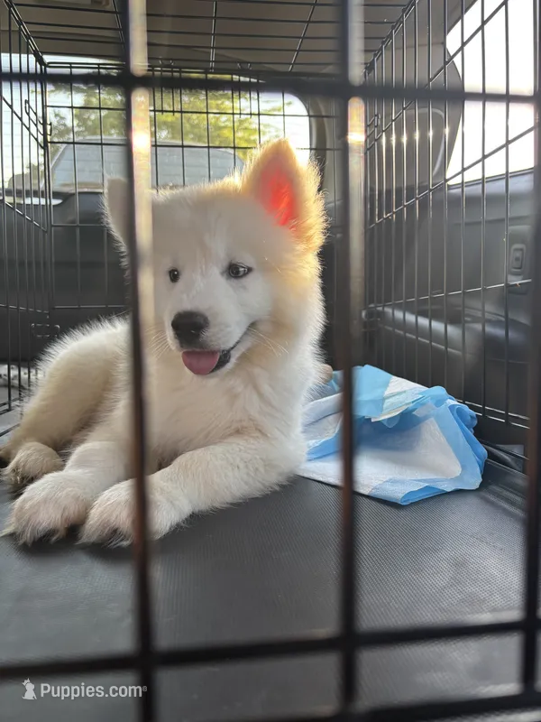 Storm – Siberian Husky puppy for sale in Greensboro, NC