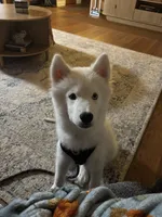 Storm, a male Siberian Husky for sale in Greensboro, NC – 2 of 2
