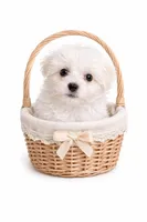 Toby, a male Maltese for sale in Milaca, MN – Photo 1 of 4