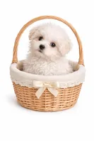 Toby, a male Maltese for sale in Milaca, MN – Photo 4 of 4