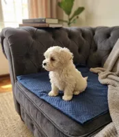 Toby, a male Maltese for sale in Milaca, MN – 2 of 3
