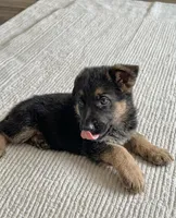 Bella, a female German Shepherd Dog for sale in Milaca, MN – Photo 2 of 2