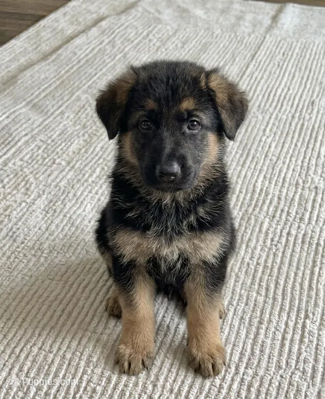 Bella – German Shepherd Dog puppy for sale in Milaca, MN