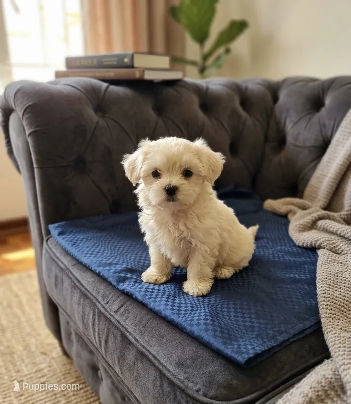 Toby – Maltese puppy for sale in Milaca, MN