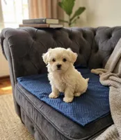 Toby, a male Maltese for sale in Milaca, MN – 1 of 3