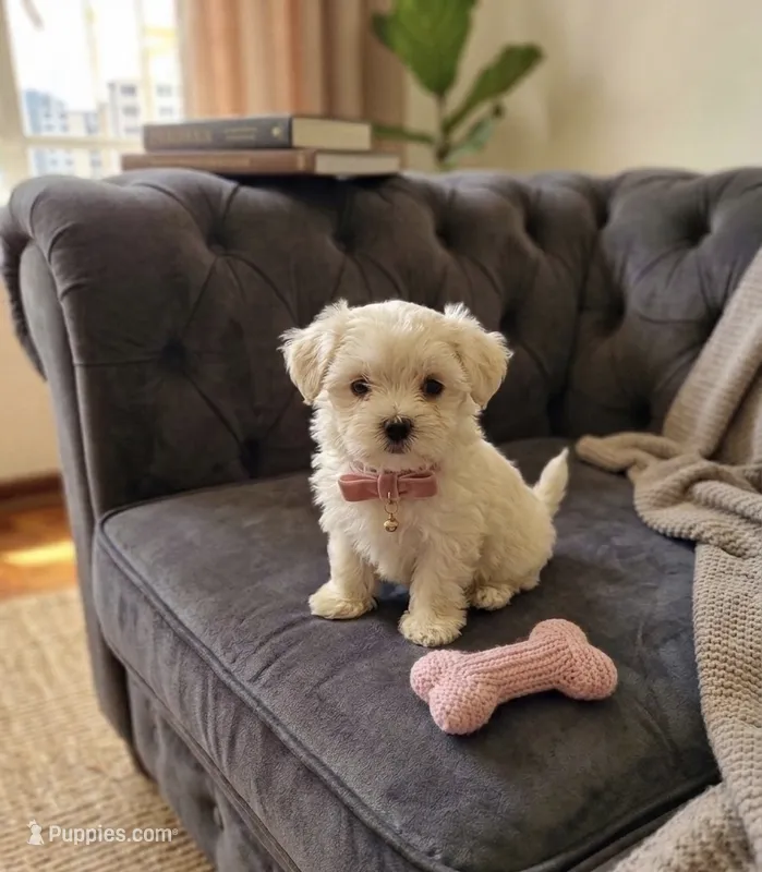 Bella – Maltese puppy for sale in Milaca, MN