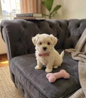 Bella, a female Maltese for sale in Milaca, MN – 1 of 3