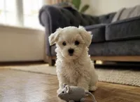 Milo, a male Maltese for sale in Milaca, MN – 1 of 4