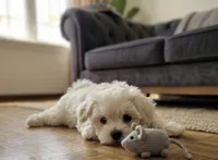 Milo, a male Maltese for sale in Milaca, MN – 3 of 4