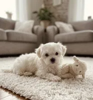 Toby, a male Maltese for sale in Milaca, MN – 3 of 4