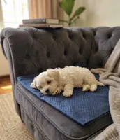 Toby, a male Maltese for sale in Milaca, MN – 3 of 3