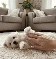 Toby, a male Maltese for sale in Milaca, MN – 2 of 4