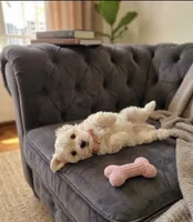Bella, a female Maltese for sale in Milaca, MN – 3 of 3