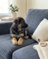 Diesel, a male German Shepherd Dog for sale in Milaca, MN – Photo 2 of 3