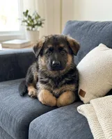 Diesel, a male German Shepherd Dog for sale in Milaca, MN – Photo 1 of 3