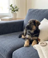 Diesel, a male German Shepherd Dog for sale in Milaca, MN – Photo 2 of 3