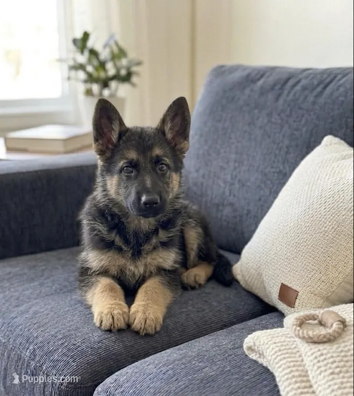 Bella – German Shepherd Dog puppy for sale in Milaca, MN