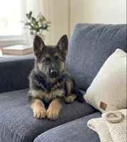 Bella, a female German Shepherd Dog for sale in Milaca, MN – Photo 1 of 2