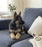 Bella, a female German Shepherd Dog for sale in Milaca, MN – Photo 2 of 2