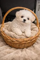 Toby, a male Maltese for sale in Milaca, MN – Photo 3 of 3