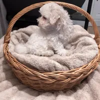 Toby, a male Maltese for sale in Milaca, MN – Photo 2 of 3