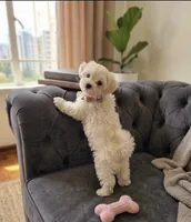 Bella, a female Maltese for sale in Milaca, MN – 2 of 3