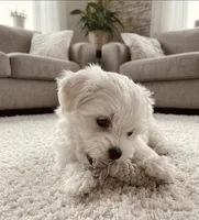 Toby, a male Maltese for sale in Milaca, MN – 4 of 4