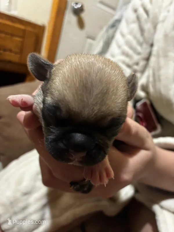 Boy Fawn 1 – Pug puppy for sale in Deer River, MN