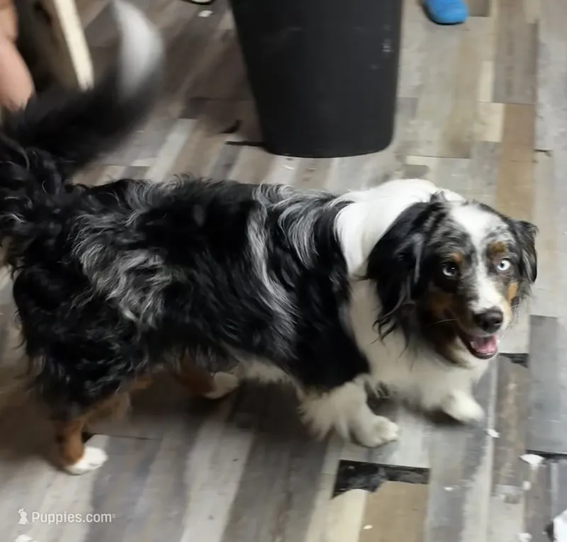 Ranger – Miniature Australian Shepherd puppy for sale in Deer River, MN